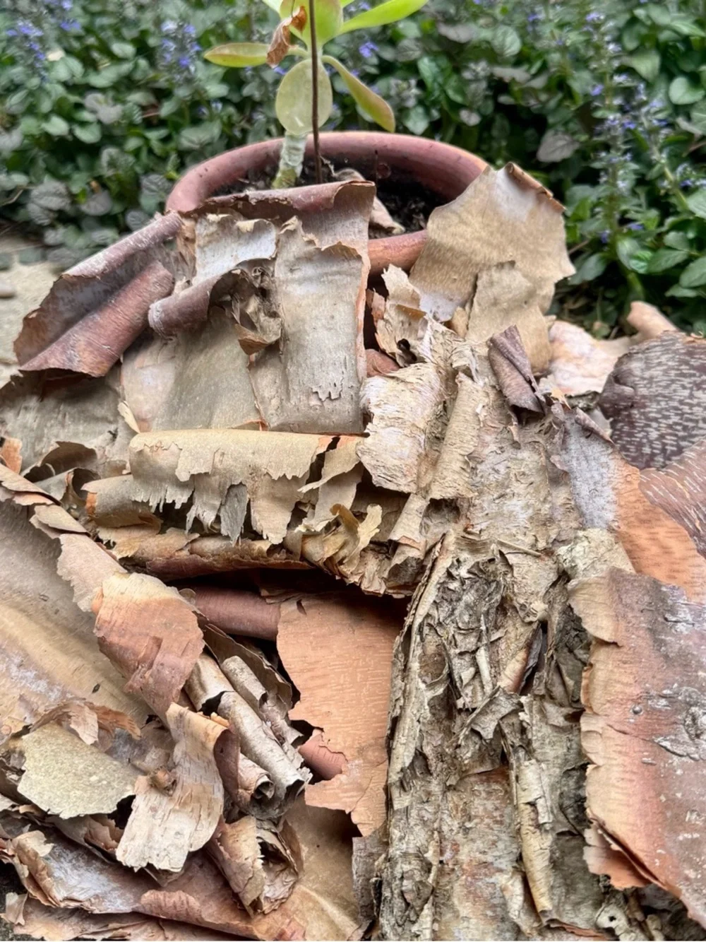 Beautifully Textured Natural River Birch Bark